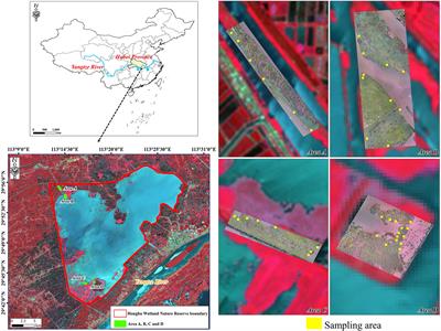 Aboveground biomass estimation of wetland vegetation at the species level using unoccupied aerial vehicle RGB imagery